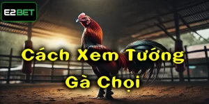 Cách xem tướng gà chọi