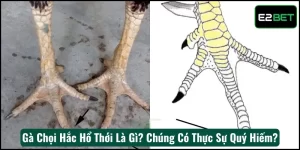 Gà Chọi Hắc Hổ Thới